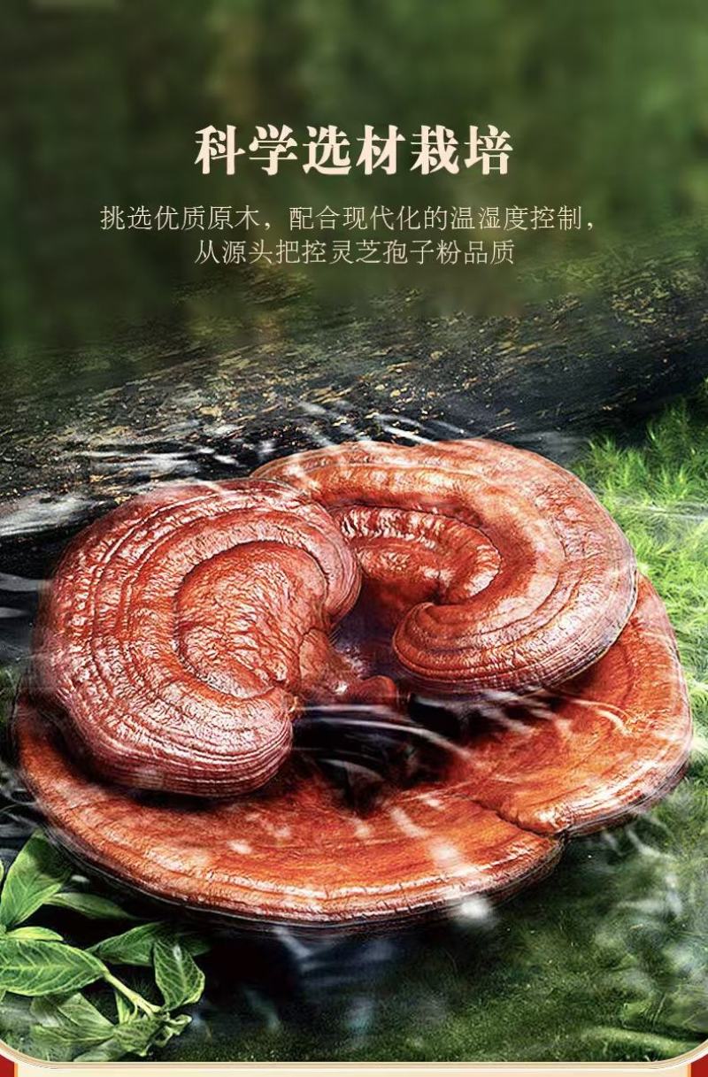 长白山灵芝孢子粉头道粉免费破壁