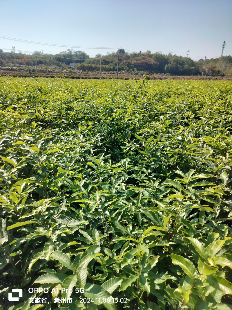 栓皮栎苗，麻栎苗。