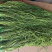 【厂家直发】贡菜干邳州贡菜一级二级三级通货规格全欢迎联系