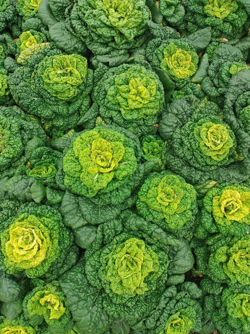 自家种植源头供应