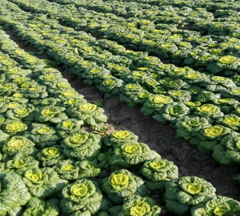 自家种植源头供应