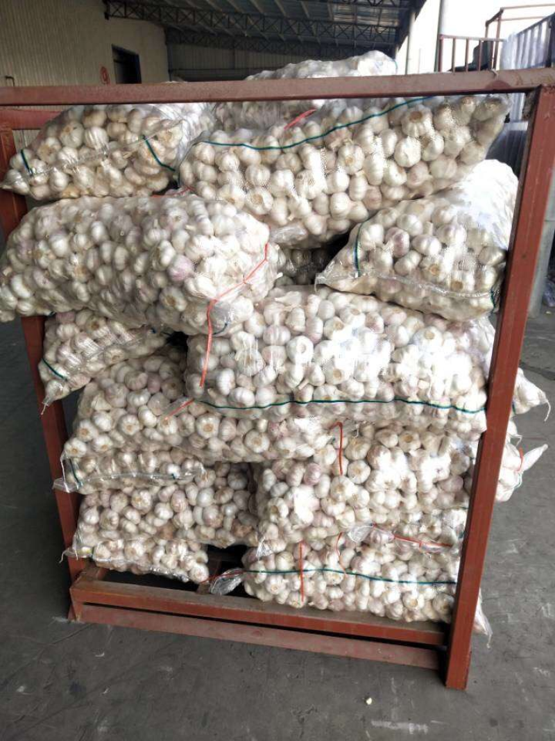 江苏邳州大蒜紫皮白皮精品货通货剥皮蒜米按需供应全国发货