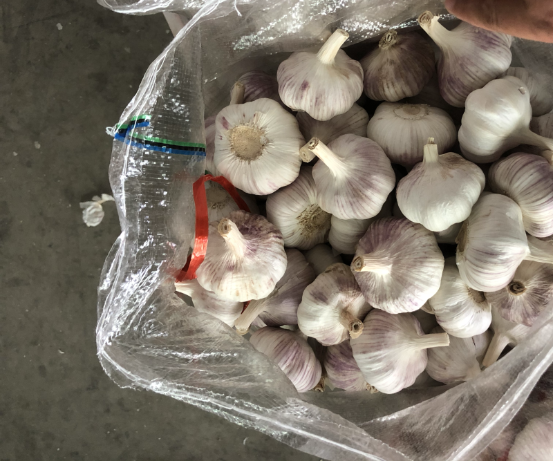 江苏邳州大蒜紫皮白皮精品货通货剥皮蒜米按需供应全国发货