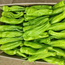 新苗芜湖椒，薄皮椒，炮王，苏椒、现摘现发、全国供应