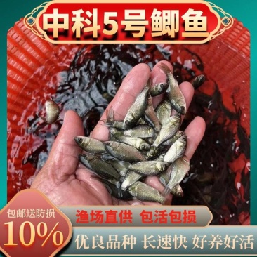 中科5号鲫鱼苗鲫鱼苗优质白鲫鱼苗彭泽鲫鱼苗全程指导