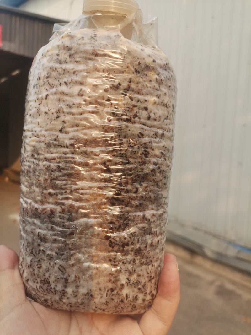羊肚菌种包，二级栽培种，原产地