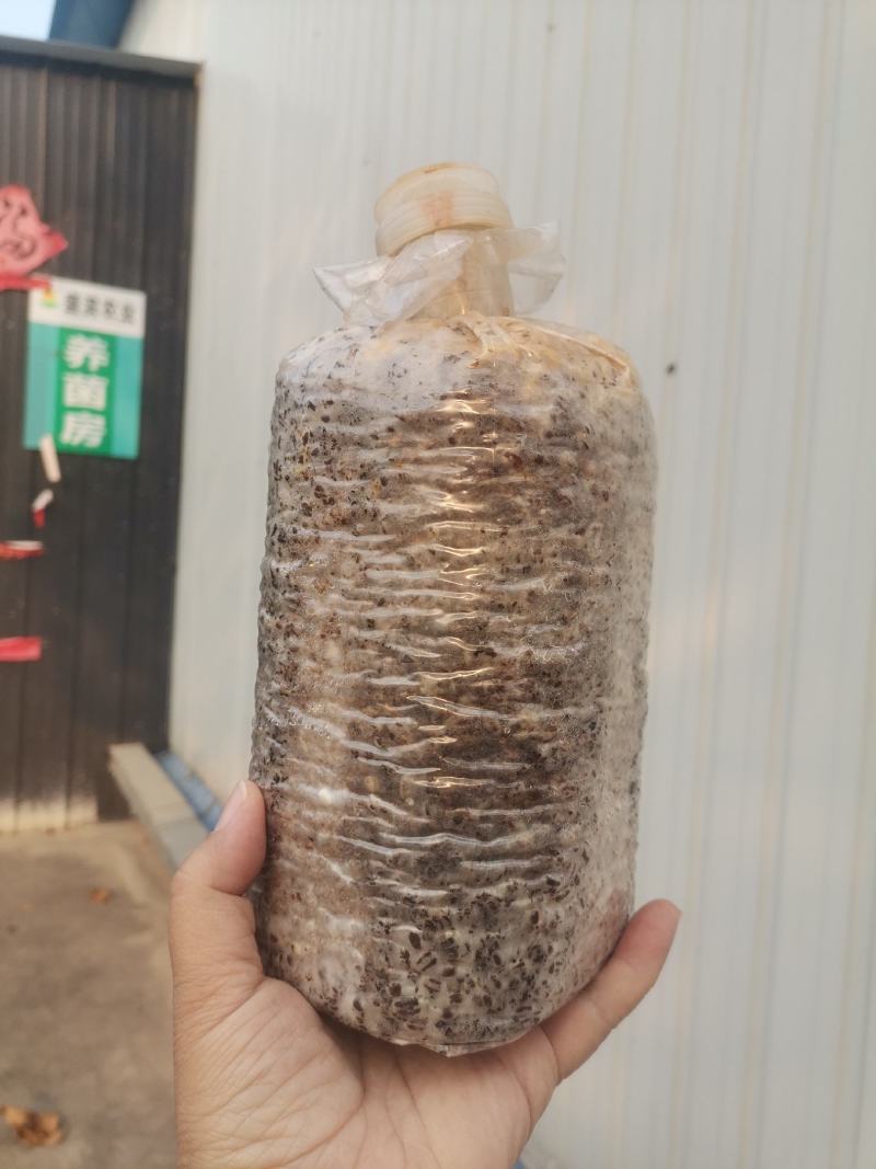 羊肚菌种包，二级栽培种，原产地