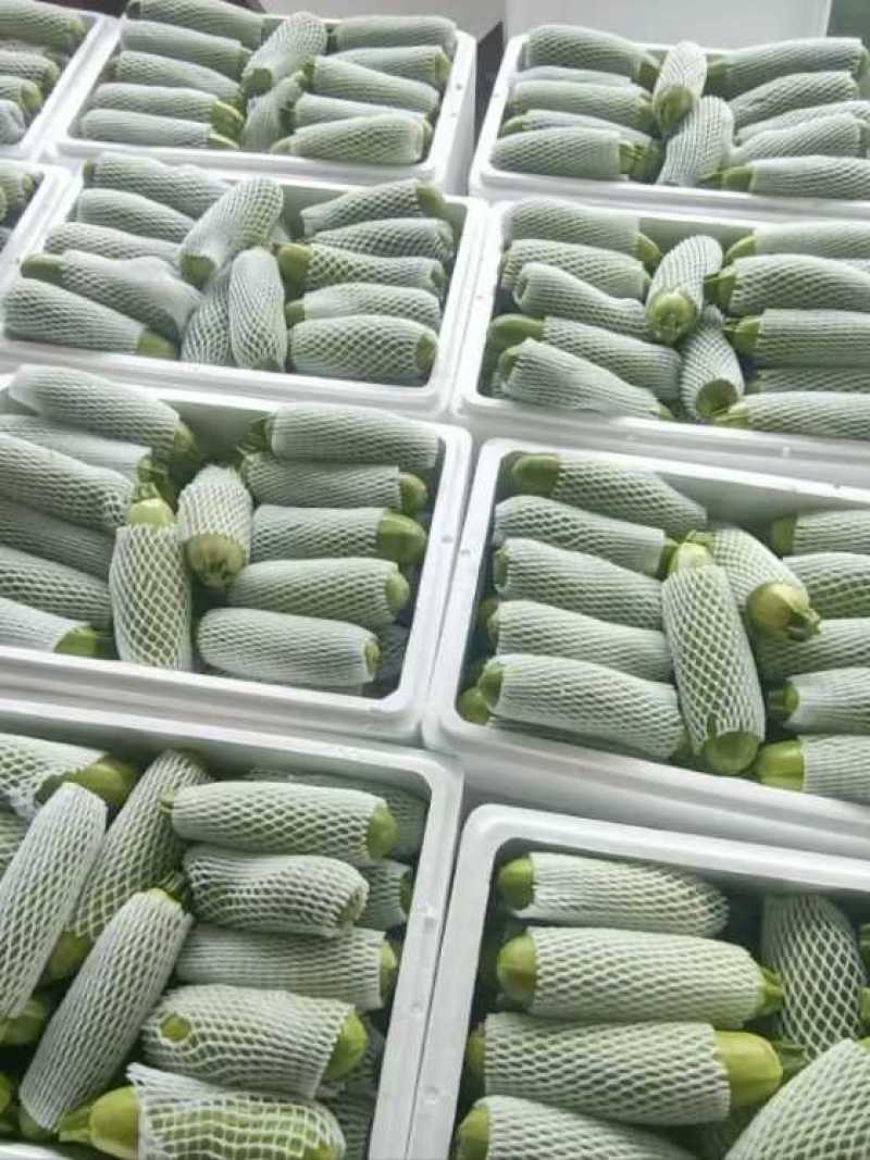 西葫芦货源充足量大从优诚信经营