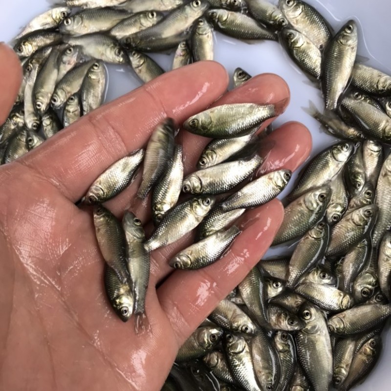 中科5号鲫鱼苗鲫鱼苗优质白鲫鱼苗彭泽鲫鱼苗全程指导