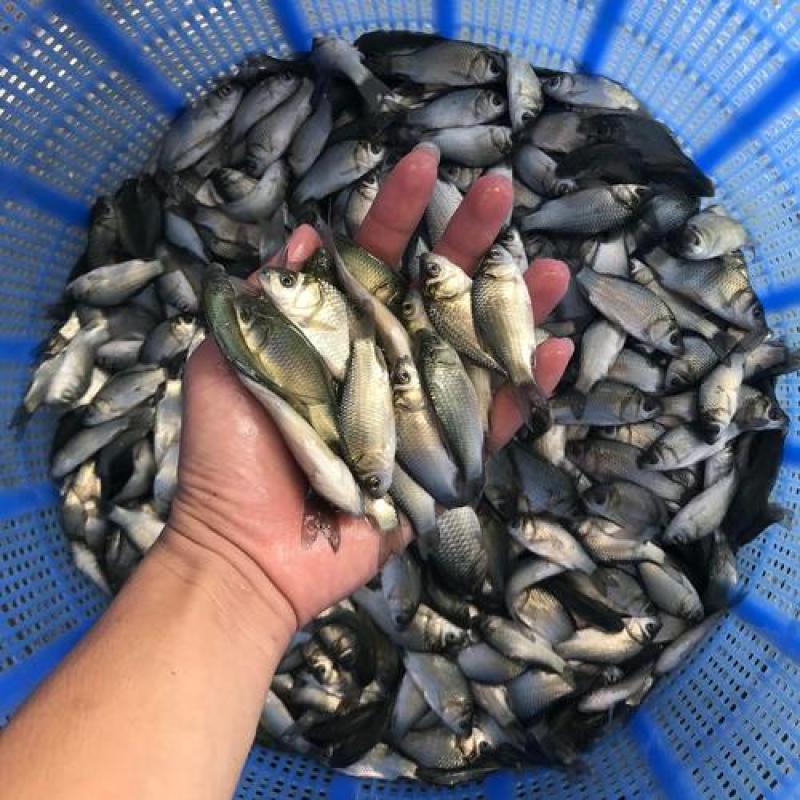中科5号鲫鱼苗鲫鱼苗优质白鲫鱼苗彭泽鲫鱼苗全程指导