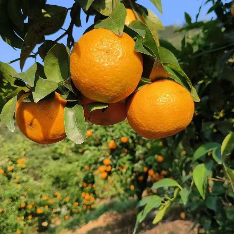 沃柑