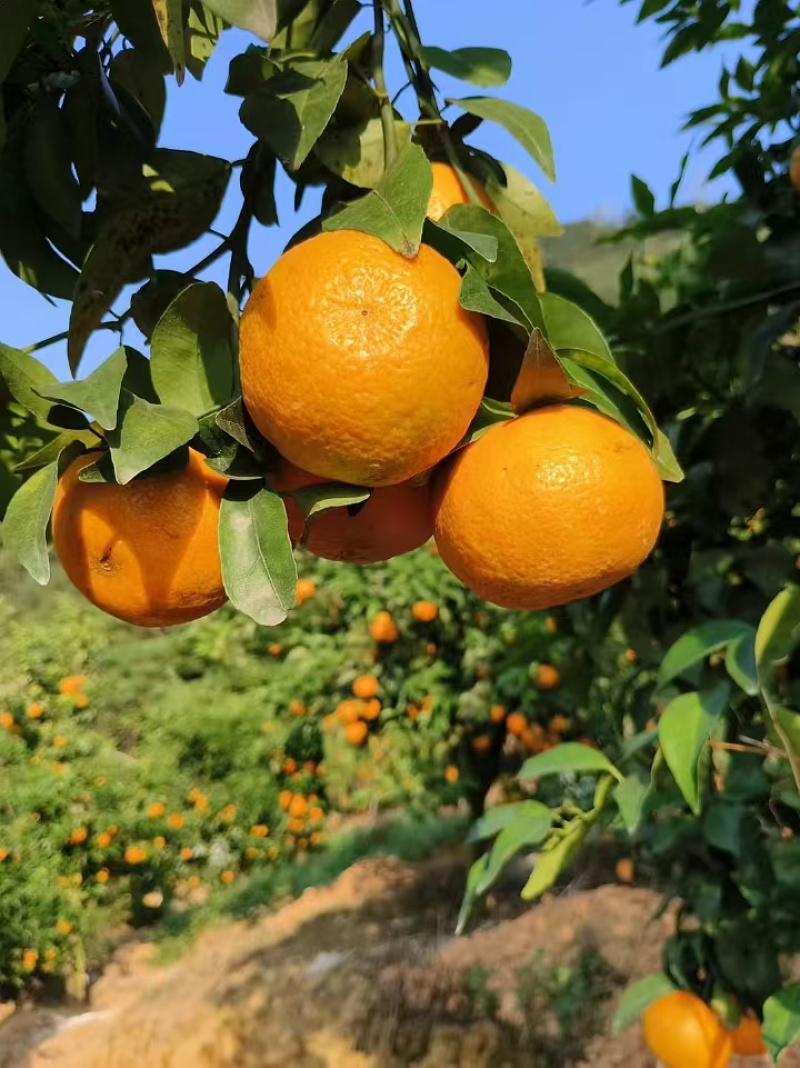 沃柑