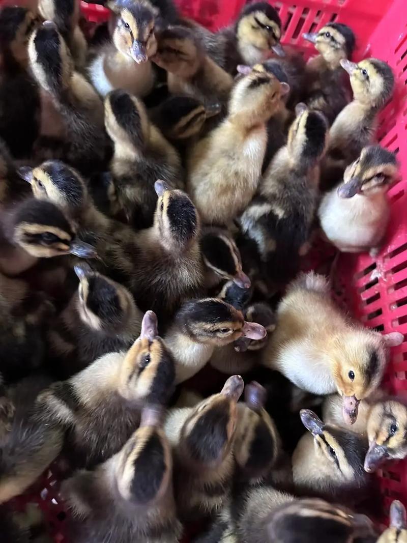 大种麻鸭苗包防疫包运输保质保量诚信信誉