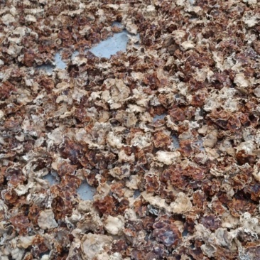 榆耳产地又名玛卡菌，产地直销一手货源市级供货价位便宜加
