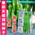 文初春研天螺螺丝椒种子早熟辣椒种子杂交味辣浓香种植户大田