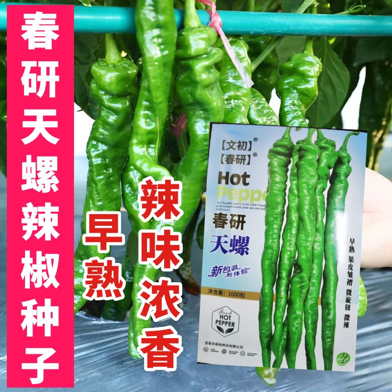 文初春研天螺螺丝椒种子早熟辣椒种子杂交味辣浓香种植户大田