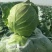 圆包菜产地销售诚信合作各种季节性蔬菜
