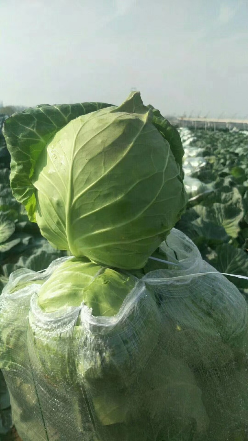 扁包菜通货1~2公斤