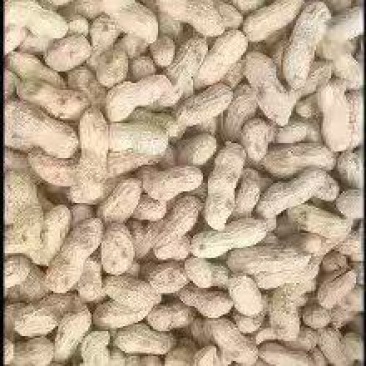 炒熟原味花生，欢迎全国各地新老顾客，合作共赢！
