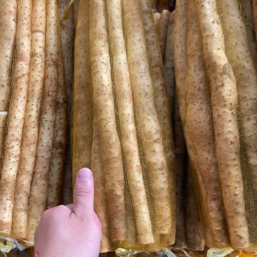 精品小白嘴白山药水洗网袋货箱货产地直发按需包装量大优惠