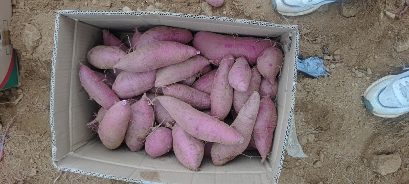 济薯26持续供货，沂蒙土特产，纯丘陵沙土地，口感特别香甜