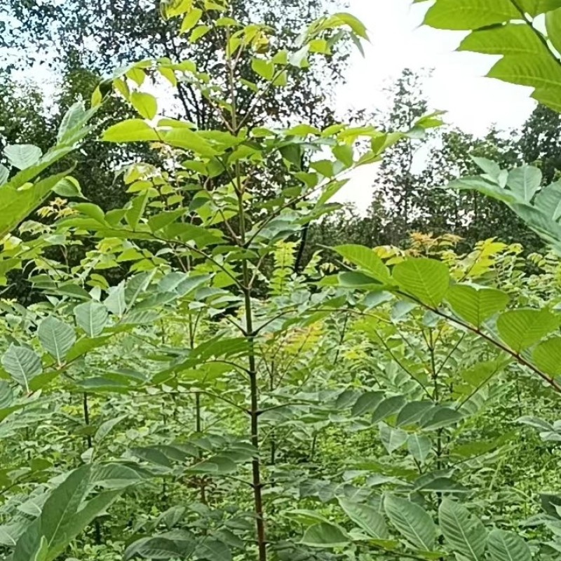 黄柏苗厚皮皮川黄柏中药材种植经济价值高