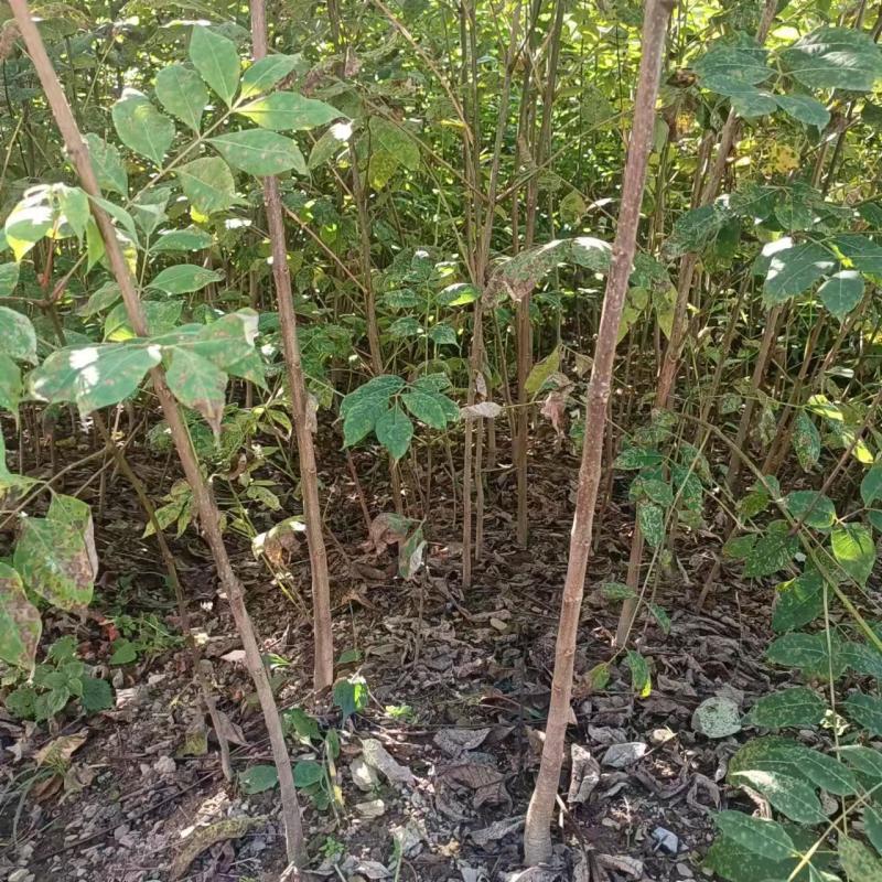 黄柏苗厚皮皮川黄柏中药材种植经济价值高