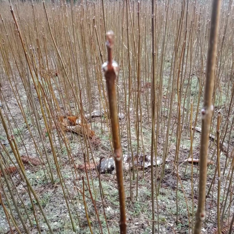 黄柏苗厚皮皮川黄柏中药材种植经济价值高