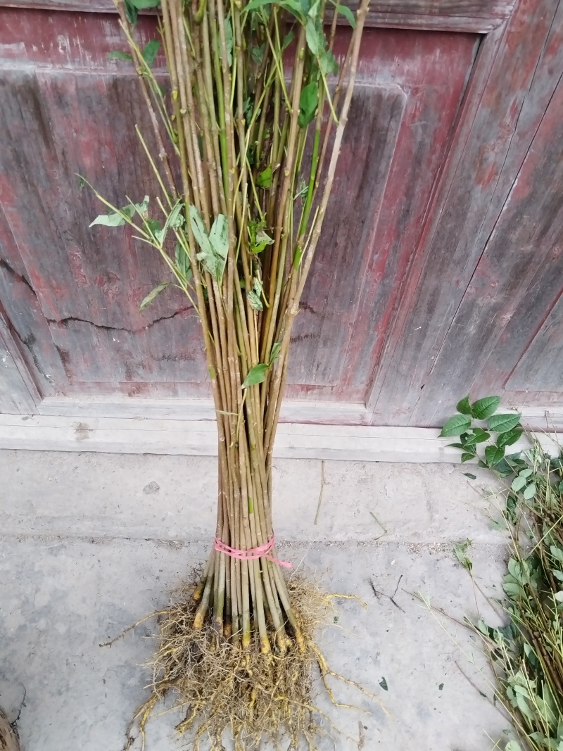黄柏苗厚皮皮川黄柏中药材种植经济价值高