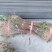 黄柏苗厚皮皮川黄柏中药材种植经济价值高