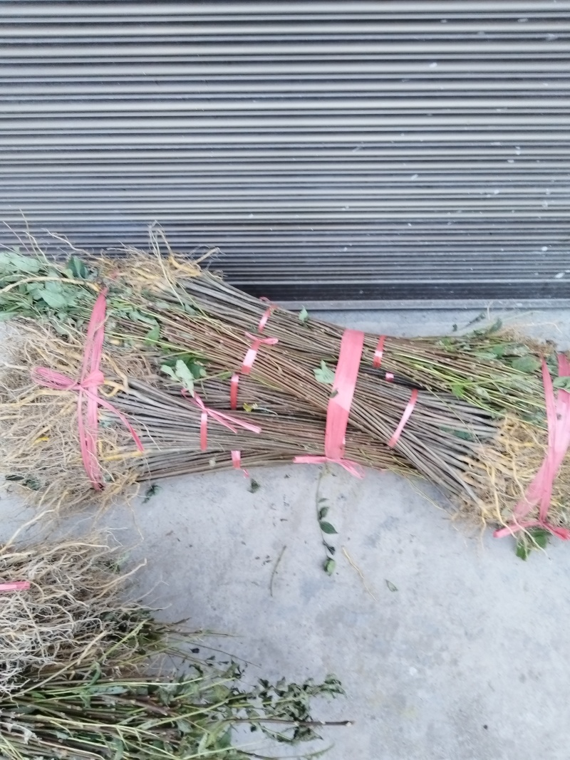 黄柏苗厚皮皮川黄柏中药材种植经济价值高