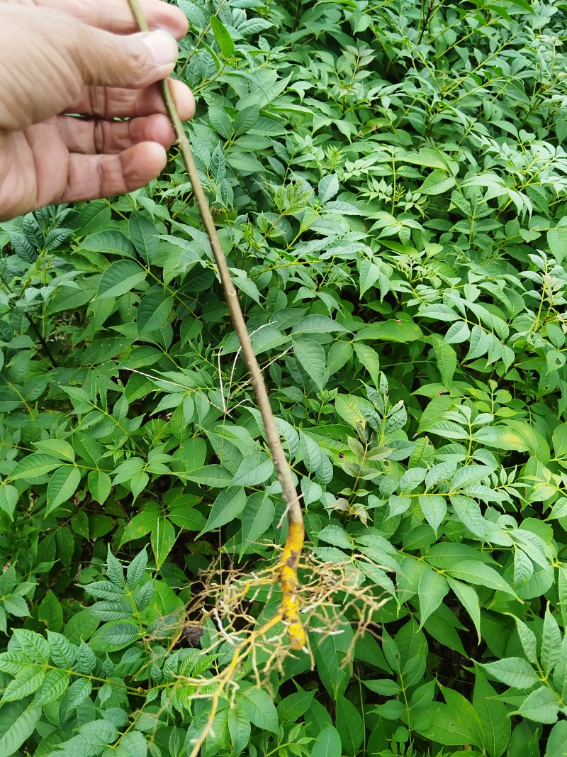 黄柏苗厚皮皮川黄柏中药材种植经济价值高