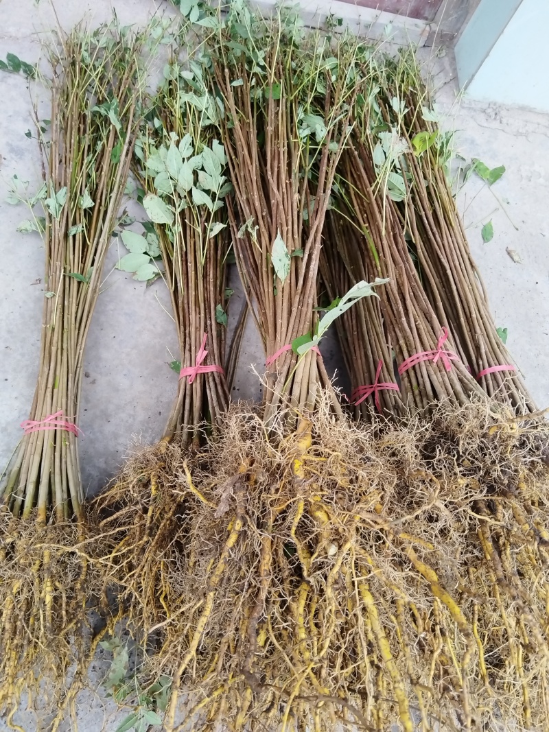 黄柏苗厚皮皮川黄柏中药材种植经济价值高