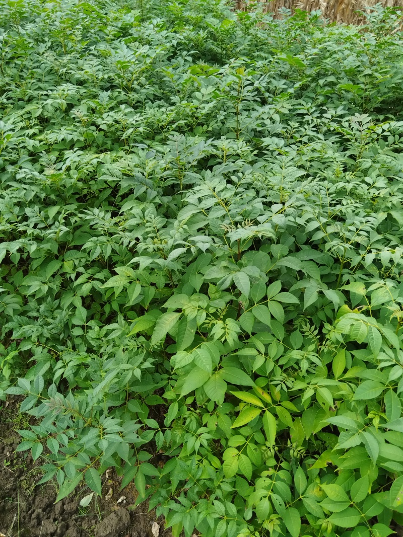 黄柏苗厚皮皮川黄柏中药材种植经济价值高