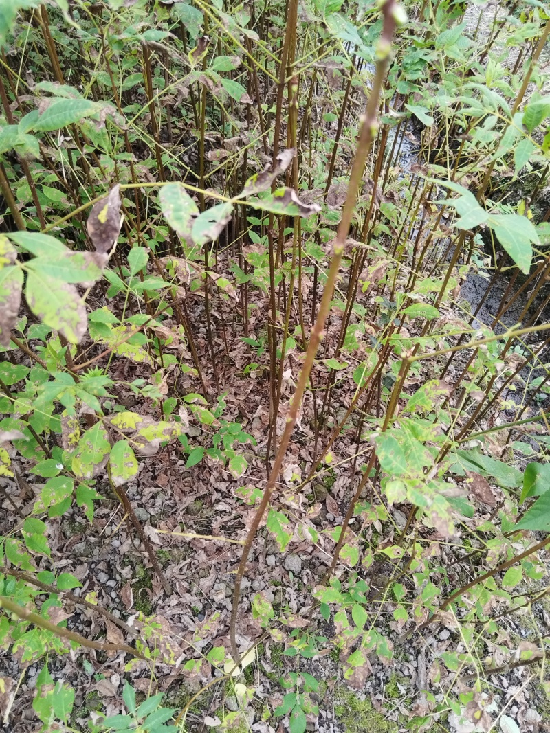 黄柏苗厚皮皮川黄柏中药材种植经济价值高