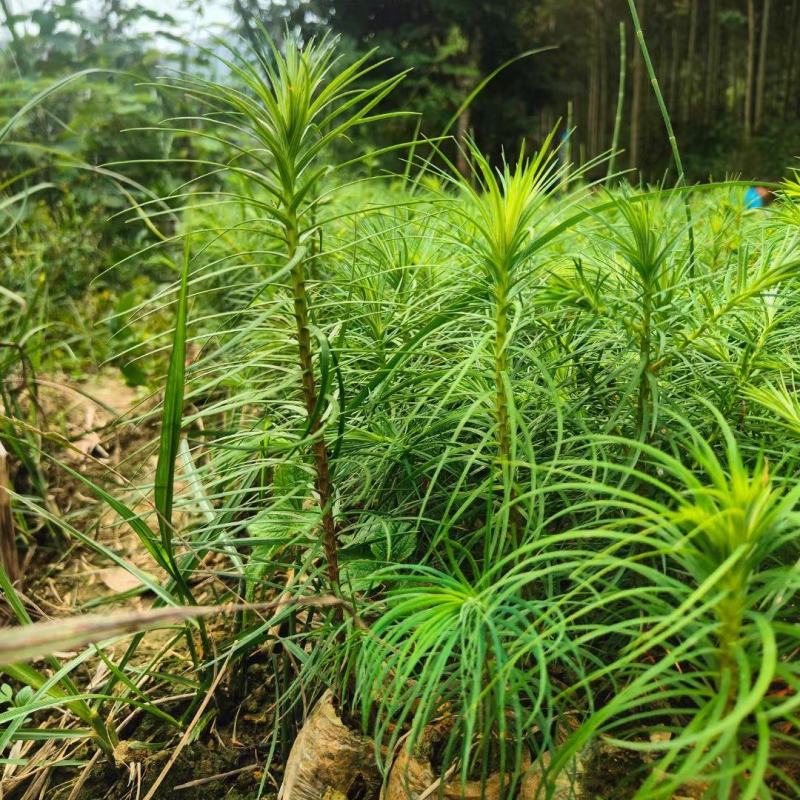 杉木苗，刺杉苗，杉树苗，适应荒山造林，木材优质易成活率高