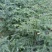 【推】柳杉苗，优质种苗，四季常青，绿化荒山造林优选！！