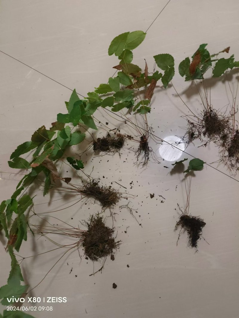 正宗汉中高含量小尖叶两面青色淫羊藿种苗