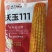 沃玉111号玉米种子国审正品红轴大棒玉米种子