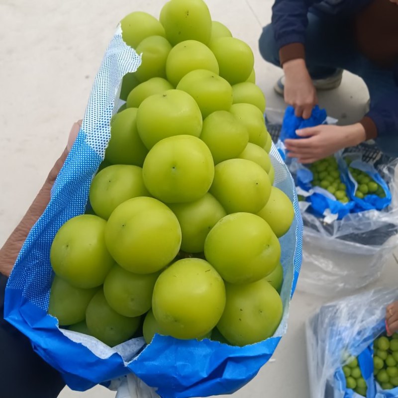 冷库阳光玫瑰大量有货，有需要的老板可以联系了