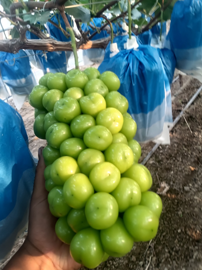 冷库阳光玫瑰大量有货，有需要的老板可以联系了