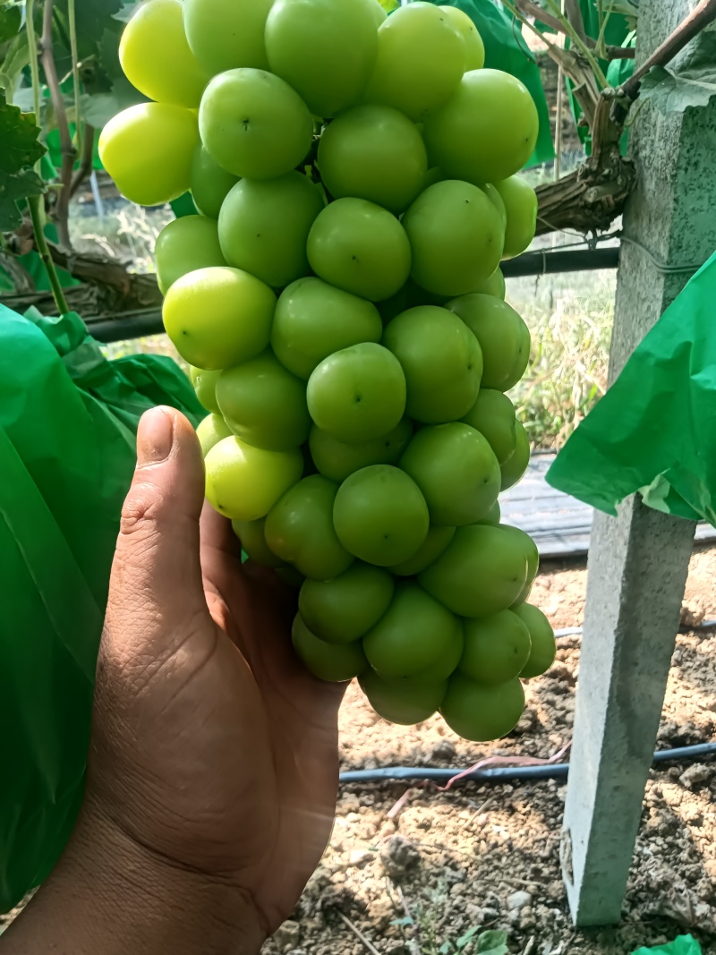 冷库阳光玫瑰大量有货，有需要的老板可以联系了