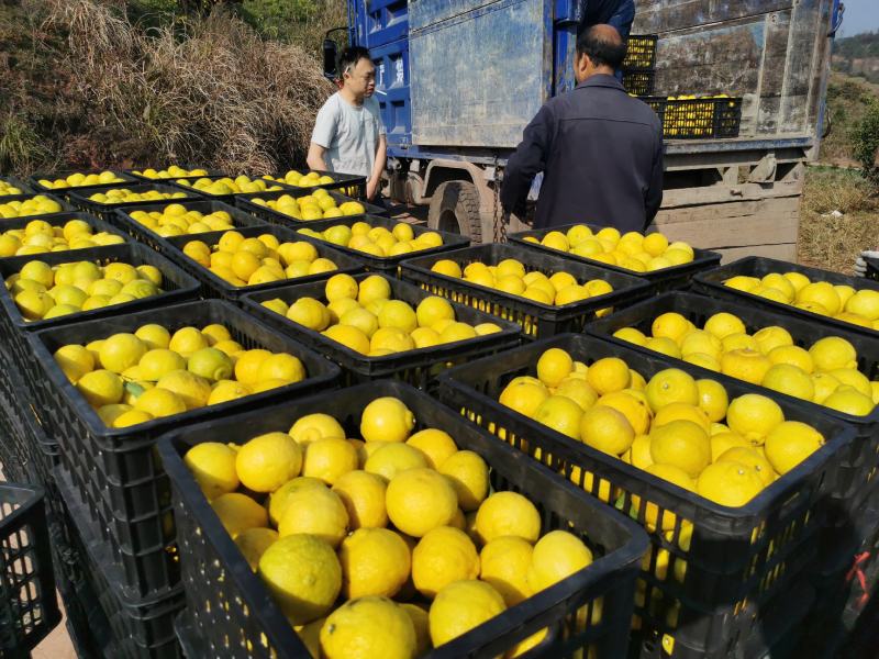 黄金贡柚，果园基地大量供应