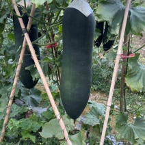 广西基地冬瓜黑皮吊冬瓜精品基地一手货源