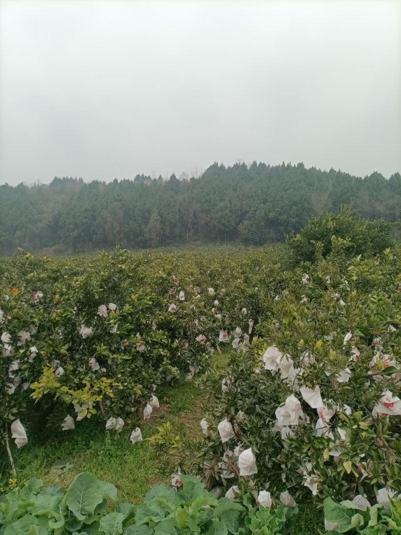四川金堂，耙耙柑，春见