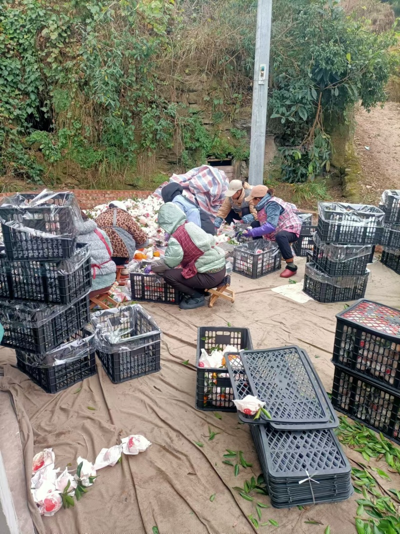 四川金堂，耙耙柑，春见