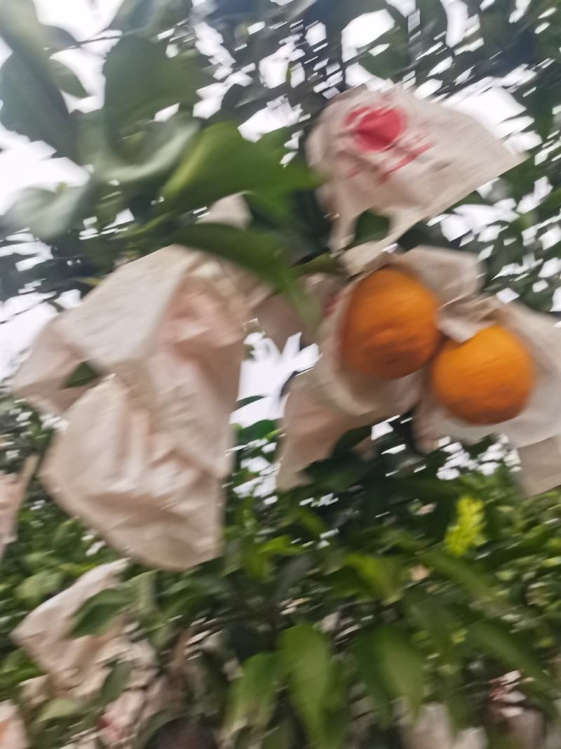 耙耙柑