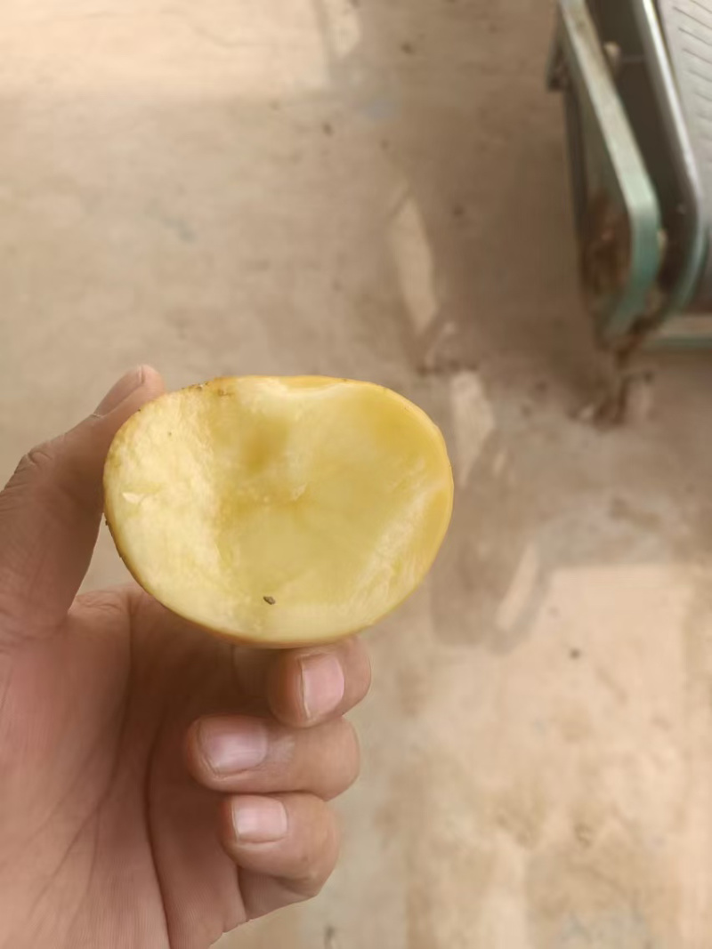 精品黄心土豆现货现发对接全国诚信经营欢迎咨询！