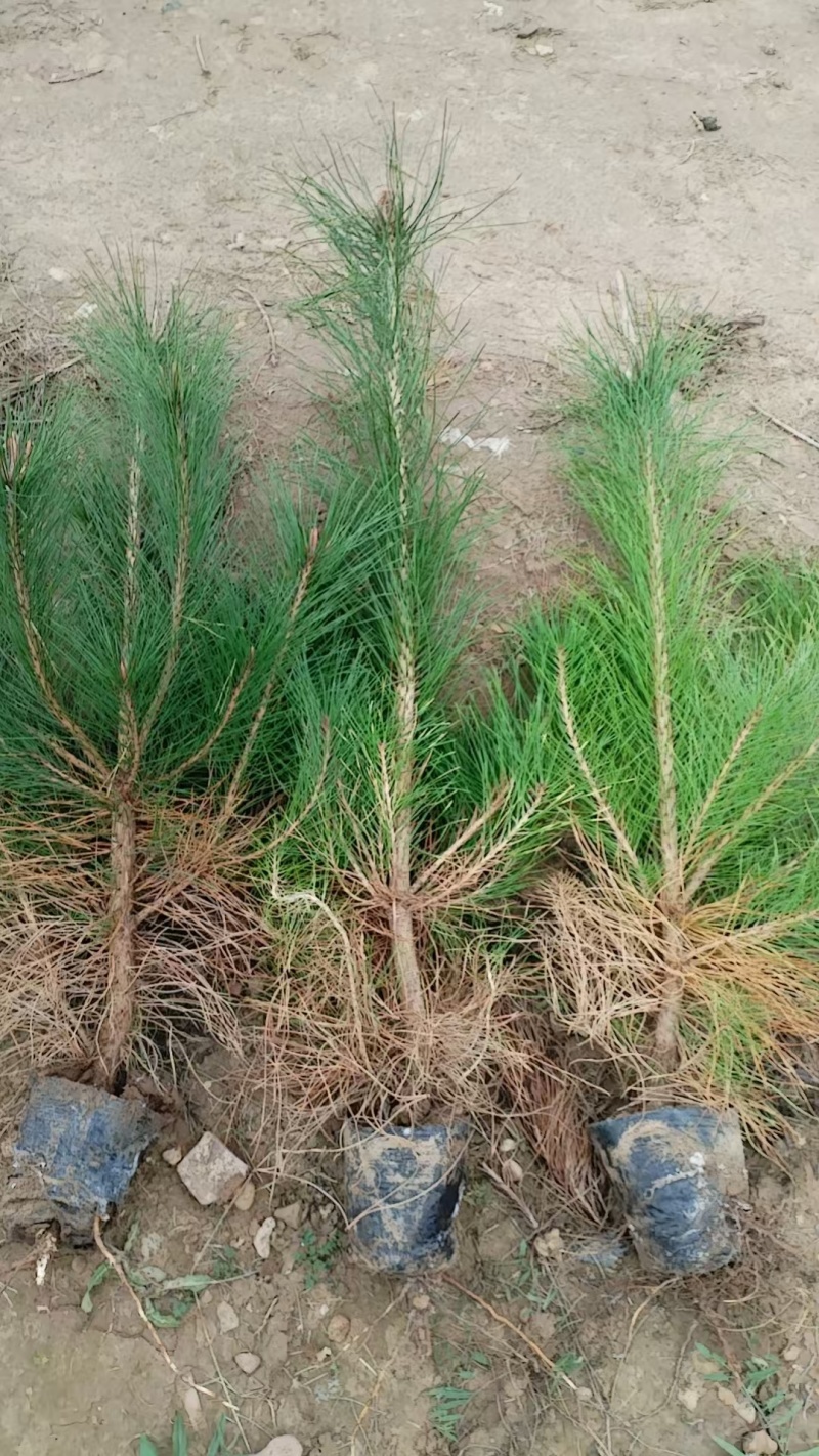 油松杯苗