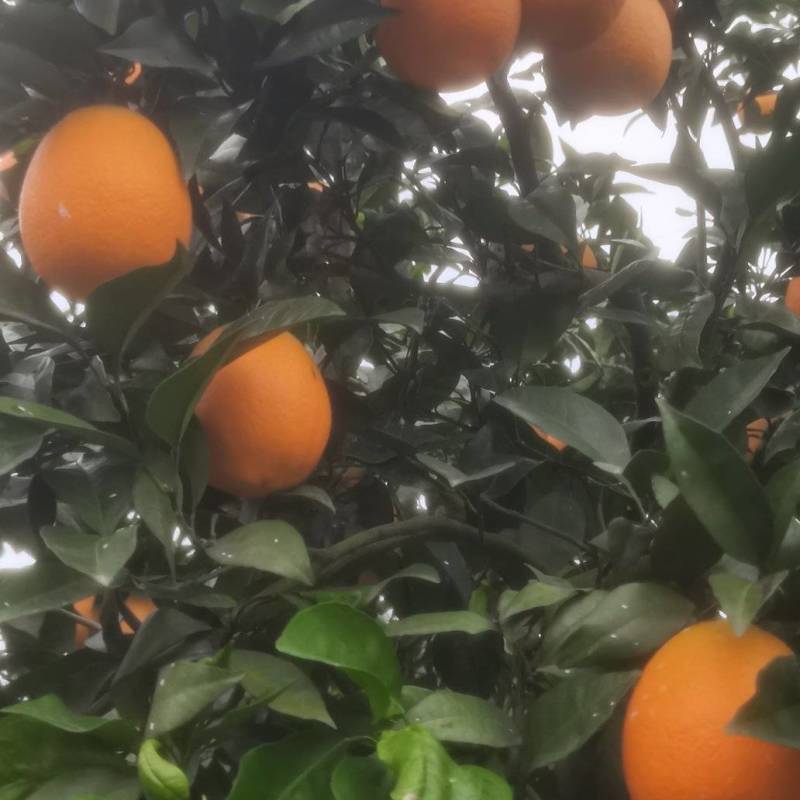 奉节脐橙，重庆基地发货，量大从优，诚信经营，欢迎来电